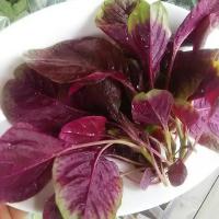 ราคา ต้นพันธุ์ ผักโขมแดง โขม สีแดง พร้อมปลูกในถุงดำ 29 บาท ผักโขม สีแดง พร้อมปลูก ผักโขมใบแดง Red leaf amaranth (26180148357)