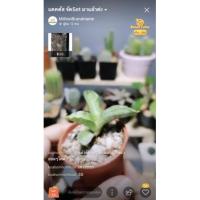 ราคา คุณเค​ ว่านงาช้าง3ต้น (10147905225)