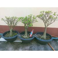 ราคา ชวนชมกิ่งตอนราชินีพันดอก (10266969264)