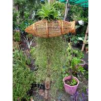 ราคา เคราฤษีติดไซดักทรัพย์พร้อมทิวแลนเซีย (11019101456)