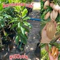 ราคา ต้นละมุดกระสวยมาเลย์ (27062116116)