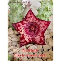 ราคา เก๋งจีน Stapelianthus Hybrid (A) *กิ่งเด็ดสด* แคคตัส ไม้อวบน้ำ Cactus and Succulent (19180471063)