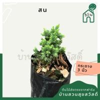 ราคา สนจูนิเปอร์แคระ ถุงดำ (24872737936)