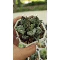 ราคา Haworthia ฮาโวเทียสวยๆ_succulent echeveria haworthia cactus ไม้อวบน้ำ แคคตัส ฮาโวเทีย ไลทอป (26024992910)