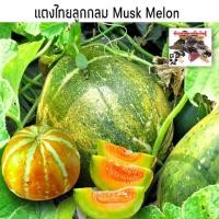 ราคา เมล็ดพันธุ์แตงไทย พันธุ์ลูกกลมทองเอก 35 เมล็ด [10 เเถม 1 คละได้] (5037892929)