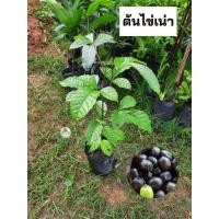 ราคา ต้นไข่เน่า ไข่เน่า (40210393381)