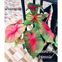 ราคา บอนสีเงาะถอดรูปบอนโบราณ (12110482980)