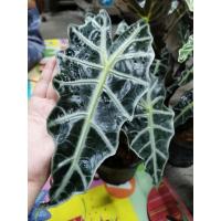 ราคา แก้วสารพักนึกใบจัมโบ้ ใบใหญ่กว่ามือ ❌ ไม่ใช้ต้นไม้จีนนะจ๊ะ ❌ (8687065200)