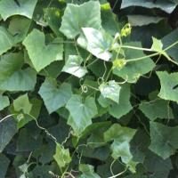 ราคา ตำลึง (ชุดละ50เมล็ด) (4538942392)