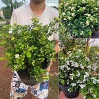 ราคา ต้นแก้วแคระพวงมณี กระถาง11นิ้ว ต้นพร้อมออกดอกแล้ว หอมมาก (29524874652)