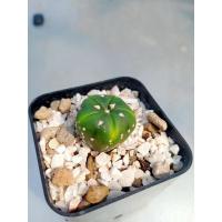 ราคา แอสโตร 5 พู +ซูเปอร์คาบูโตะนูดัม #ก,แอสโตรไฟตัมระบองเพชร,แคคตัส,แอสโตรไฟตัม, Astrophythum ⭐ (5379701722)