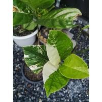 ราคา ขนุนด่างพันธุ์ทองมาเลย์ ประมาณ 70-100 (20939491639)