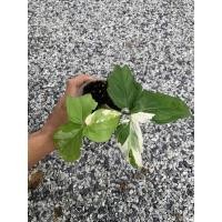 ราคา ต้นเงินไหลมาด่างขาวว (10948493763)