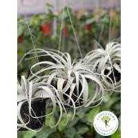 ราคา สับปะรดสี/ทิลแลนเซีย Tillandsia (พร้อมกระถางแขวน) ไม้รากอากาศ เลี้ยงดูง่ายสุดๆ (11946369215)