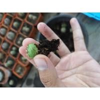 ราคา ยิมโนแม่ลูกดก​ 3 บาท​ ต้นละ3บาท​ แคคตัสขั้นต่ำ10ต้น (8007722927)