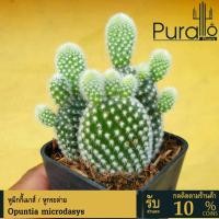 ราคา ต้นกระบองเพชร หูกระต่ายกอ Opuntia microdasys (Bunny's ear) หูมิกกี้เมาส์ #cactus #หูกระต่าย #ขนขาว (11306329710)