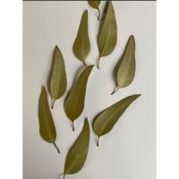 ราคา ใบยูคาลิปตัสตากแห้ง1ชุด30ใบ (28402779298)