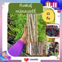 ราคา กิ่งพันธุ์หม่อนเบอรี่ 10 กิ่ง มัลเบอร์รี่ ท่อนพันธุ์ กิ่งมัลเบอร์รี่ (19968318685)