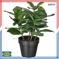 ราคา FEJKA เฟคก้า ไม้กระถางประดิษฐ์ ใน/นอกอาคาร Clusia ต้นไม้สูง 32 ซม. ต้นไม้ปลอม ต้นไม้ประดิษฐ์ IKEA (18901908581)