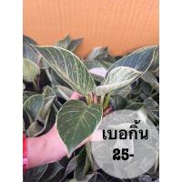 ราคา ฟิโลเดรนดรอนเบอกิ้น philodendron birkin (22332047554)