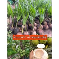ราคา พันธุ์มะพร้าวน้ำหอมบ้านแพ้วต้นเตี้ยแท้100% ขนาดสูง30-50 ซม.ตูดจีบ ดก ติดผลเร็ว ต้นพันธุ์แข็งแรงพร้อมปลูก (20094983800)