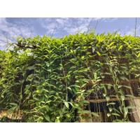 ราคา เคลือตดหมา กระพังโหม ต้นตดหมูตดหมา ขนาด 1 กิโลกรัม (41154720895)