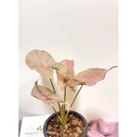 ราคา ต้นออมชมพูต้นใหญ่(ต้น1) (8788192954)