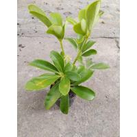 ราคา ต้นหนวดปลาหมึกพร้อมกระถาง4นิ้ว (26384660807)