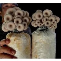 ราคา #ก้อนเห็ดนางฟ้า + เห็ดนางรมเทา พร้อมเปิด 5+5 อาหารเยอะ ชุดทดลองเพาะ 10 ก้อน (12104705016)