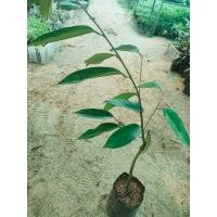 ราคา ทุเรียนหนามดำ สูง80เซน ต้นละ 159 บาท (21677766336)