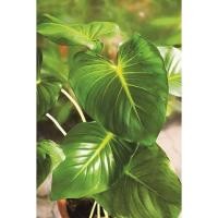 ราคา เสน่ห์จันทร์ขาวเสน่ห์จันทร์ขาวเบบี้ไม้มงคลควรมีติดบ้าน (15212607199)