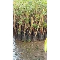 ราคา ต้นละมุดกระสวยมาเลย์ (21578899672)