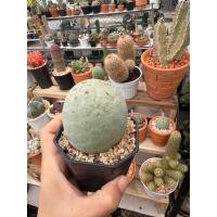 ราคา ไข่มังกร ไข่ไดโนเสาร์พร้อมกระถาง (28874759542)