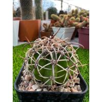 ราคา เมโลแคคตัสหนามโหด Melocactus (21826854568)