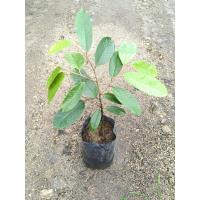 ราคา ต้นทุเรียนแดงอินโด เนื้อสีแดง หวาน หอม มัน อร่อย ขนาดต้นพันธุ์สูง 50-60ซม. (43957337003)