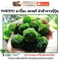 ราคา Marimo มาริโมะ ขนาดกลาง 1-2 cm. แถมฟิกเกอร์จิ๋วตกแต่งคละแบบ (4418180638)