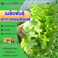 ราคา 2000 เมล็ดเมล็ดพันธุ์เมล็ดผักสลัดผักกาดหอมฟิลเลย์เมล็ดผักสลัดฟิลเลย์เมล็ดผักสลัดเมล็ดผักอินทรีย์ (29623746248)