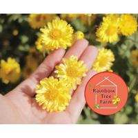 ราคา ต้นกล้าเก็กฮวยสีเหลือง (41955129537)