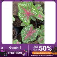 ราคา พร้อมส่ง ต้นบอนสีนกกระทา (11254758538)