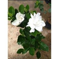 ราคา ต้นพุดซ้อน ไม้พุ่มดอกสีขาวสวย กลิ่นหอมแรง (29607442377)
