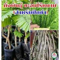 ราคา กิ่งพันธุ์ ชะอมไร้หนาม (สำหรับปักชำ) (40506350883)