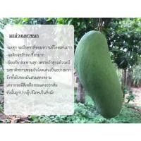 ราคา มะม่วงเขียวมรกต ทองดำ (20209499948)