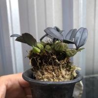 ราคา #กล้วยไม้จิ๋ว #กล้วยไม้สิงโตพัดส้ม[กล้วยไม้ป่าแท้นักสะสมหายาก] (22950696330)