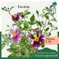 ราคา ต้นไบเดน ดาวกระจายไต้หวัน (Bidens pilosa L. ) (29578689792)