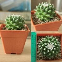 ราคา แมมอิรุซามุ แมมปุยหิมะ いるさむ Mammillaria bucareliensis 'Erusamu' (5942225833)