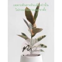 ราคา ยางอินเดียด่าง ต้นยางอินเดียด่าง ยางอินเดียชมพู (13375122727)