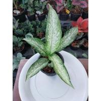 ราคา อุดมทรัพย์ ไม้มงคลเสริมโชคลาภเงินทอง พร้อมกระถางดำขนาด 8 นิ้ว (29564676227)