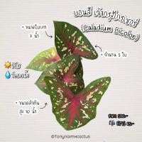 ราคา บอนสี เจ้ากรุงไกรเซอร์ (10752324869)