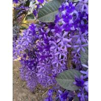 ราคา ต้นดอกพวงครามออสเตรเลียต้นละ 90 บาท (4980636901)