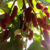 ราคา กิ่งสดหม่อน เชียงใหม่ สำหรับปักชำ (2426304505)